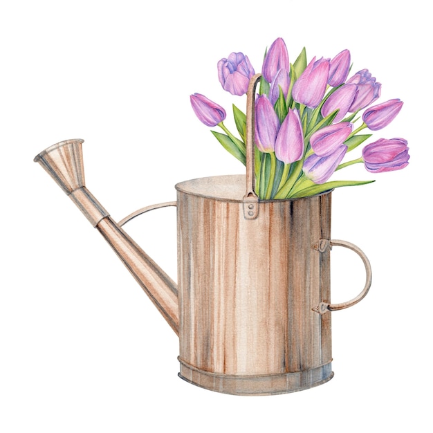 Ilustração em aquarela de uma lata de água de cobre e um buquê de tulipas rosasLata de água vintage de metal Ilustração isolada Cores brilhantes Para impressão em autocolantes de cartões postais