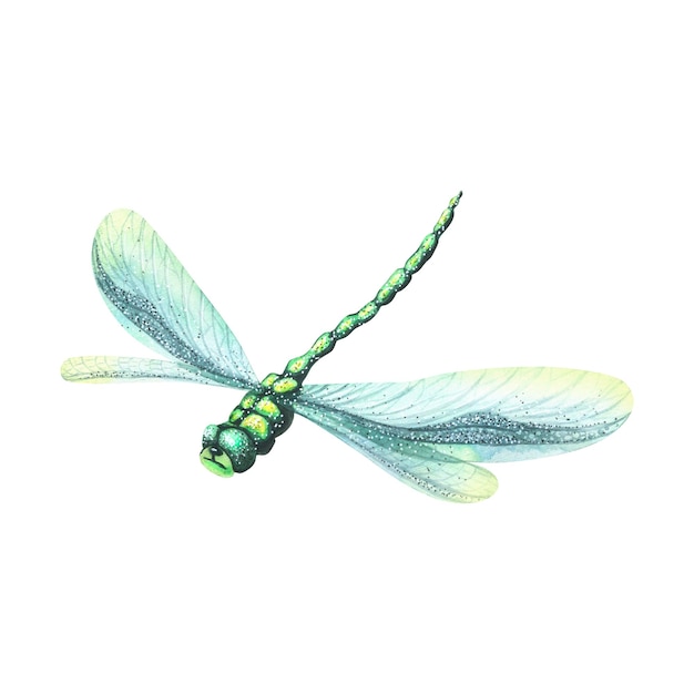 Ilustração em aquarela de uma libélula com asas azuis O inseto voador é brilhante e muito bonito Isolado Para decoração design cartões postais cartazes padrões decoração de qualquer coisa