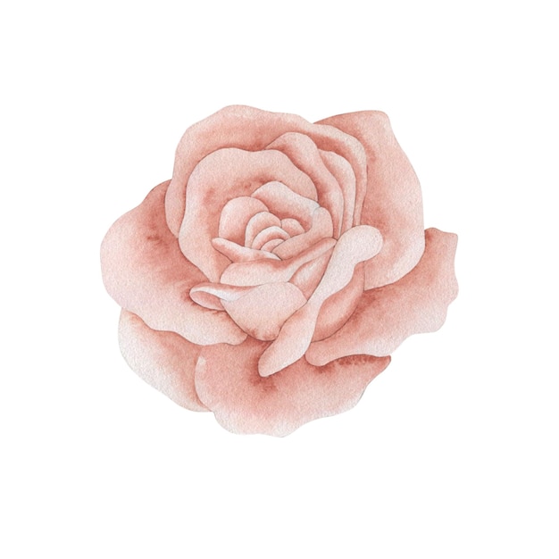 Ilustração em aquarela de uma rosa em um fundo branco