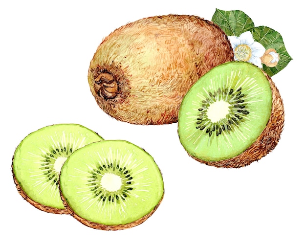 Ilustração em aquarela desenhada à mão de fruta kiwi