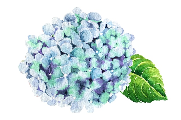 Ilustração em aquarela do ramo de hortênsia Hortênsia branca rosa azul delicada