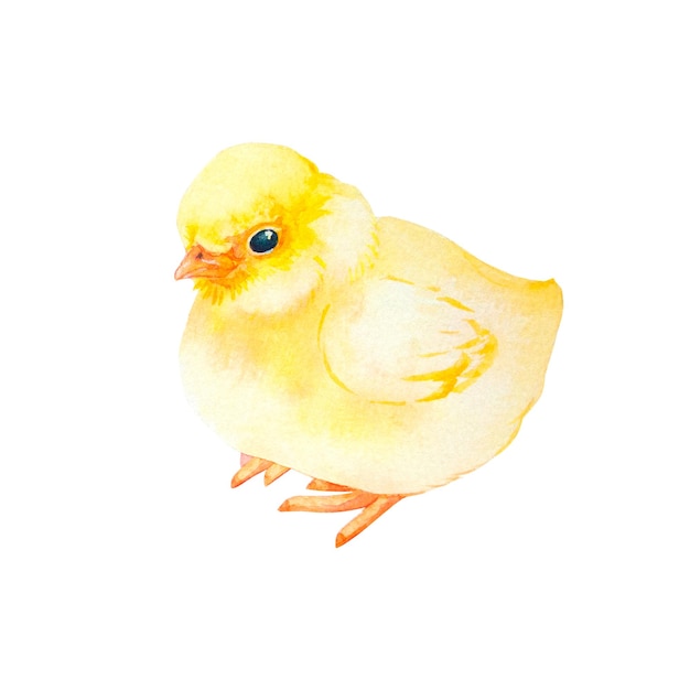 Ilustração em aquarela pintinho amarelo fofo pintinho pintado à mão isolado no fundo branco ilustração de pássaro bebê fofo para design