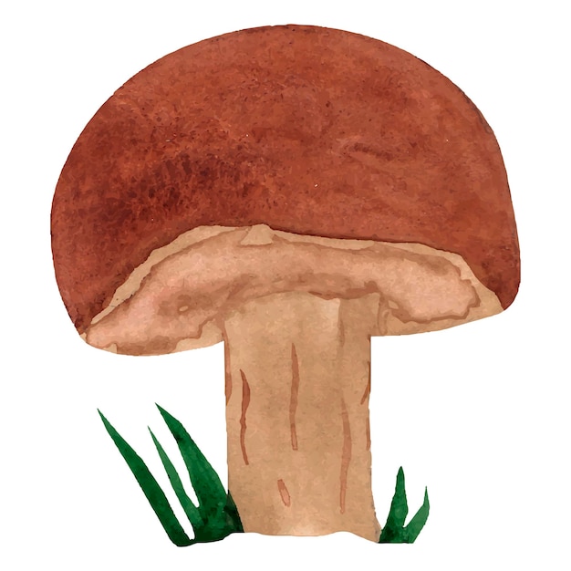 Ilustração em aquarela Porcini