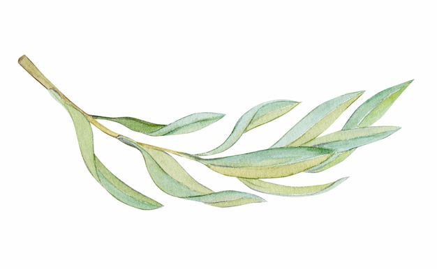 Foto ilustração em aquarela ramo de oliveira