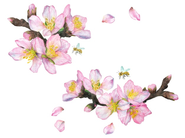 Ilustração em aquarela um conjunto de flores de cerejeira isolado em um fundo branco