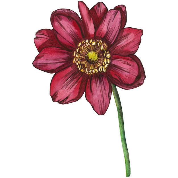 Ilustração em aquarela uma rica flor de anêmona rosa isolada em um fundo branco