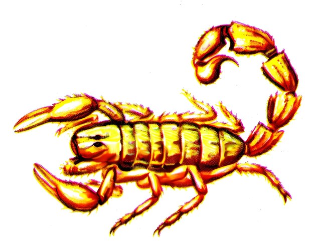 Ilustração em cores de MOTTLED SCORPION ou em latim MESOBUTHUS EUPEUS Generative AI