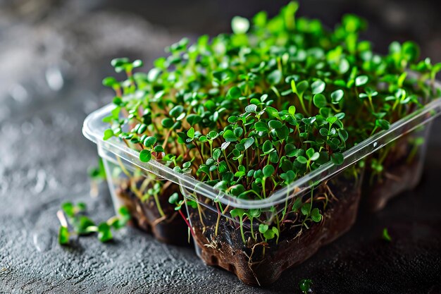 Foto ilustração generativa de ia de germinados de microgreens de diferentes vegetais