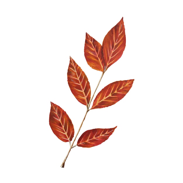 Ilustração isolada da aquarela do outono no fundo branco Abóboras folha de bordo bolotas caneca de folha de carvalho