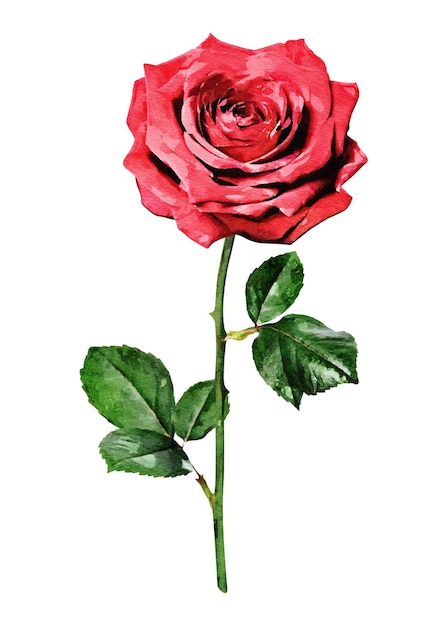 Ilustração png de rosa vermelha em fundo transparente