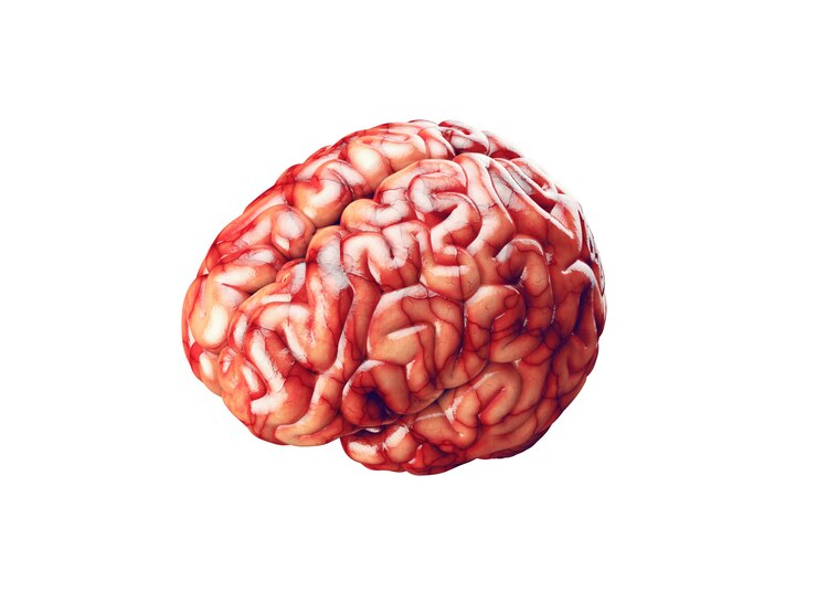 Ilustração realista do cérebro