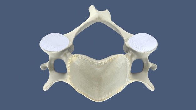 Ilustração renderizada em 3D de uma parte da coluna vertebral humana