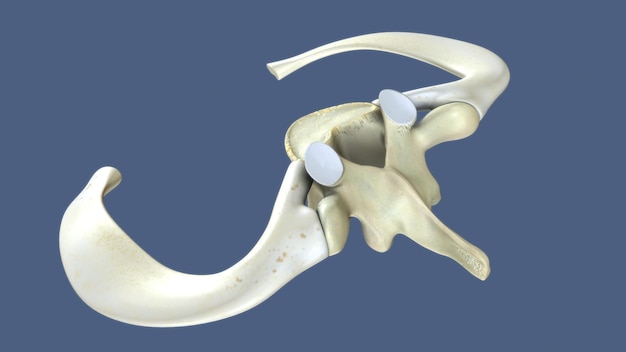 Ilustração renderizada em 3D de uma parte da coluna vertebral humana