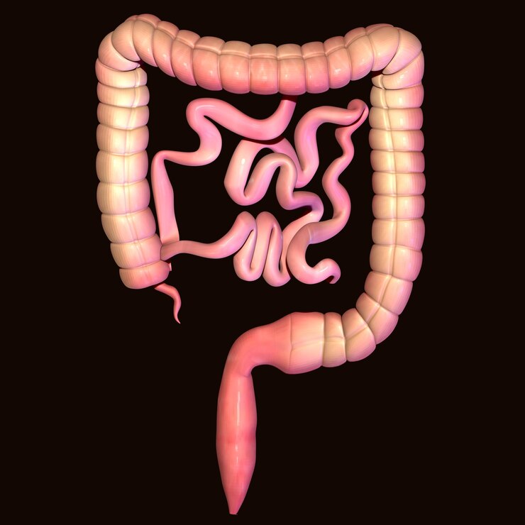 Foto ilustração renderizada em 3d do cólon e do intestino delgado humanos