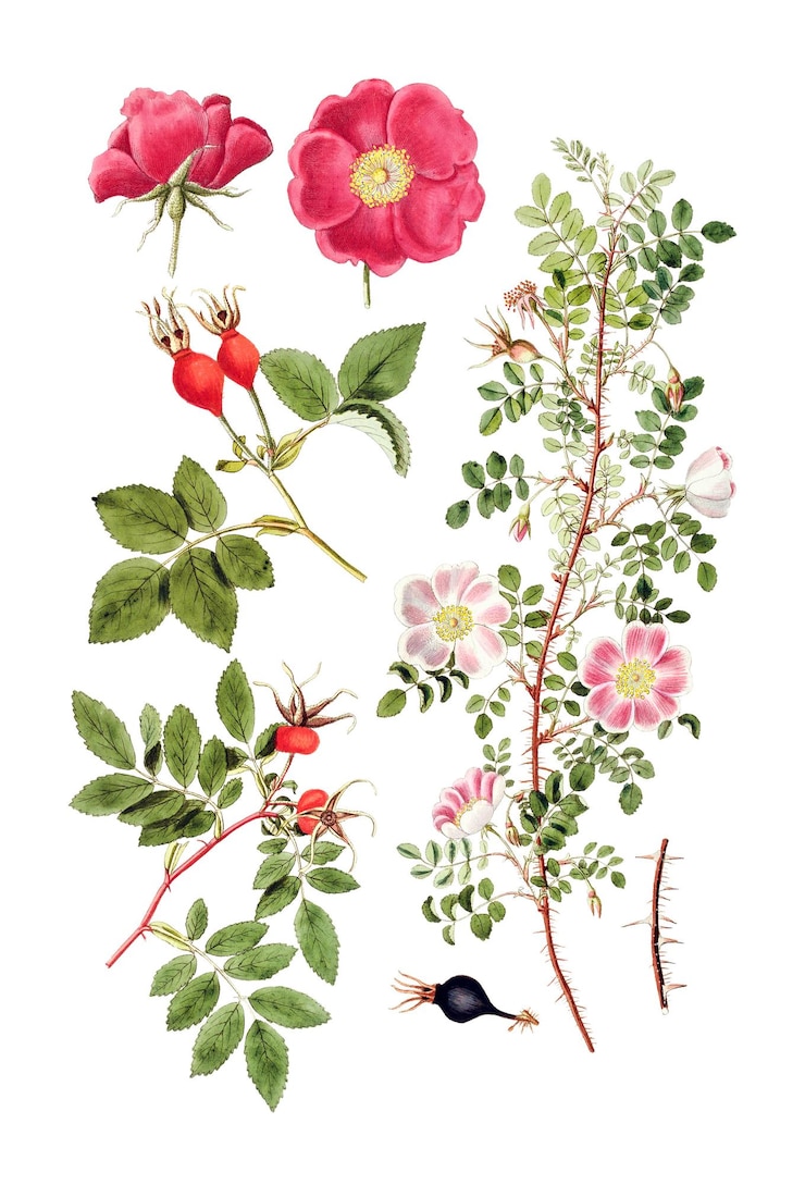 Foto ilustração vintage png rosa de rosa queimada