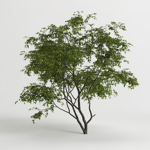 Foto ilustración 3d de acer ginnala árbol aislado sobre fondo blanco.