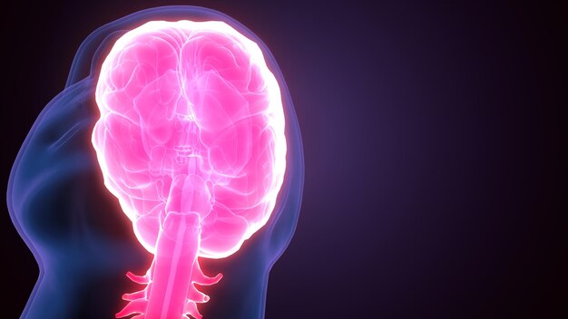 Ilustración en 3D de la anatomía del cerebro del cuerpo humano