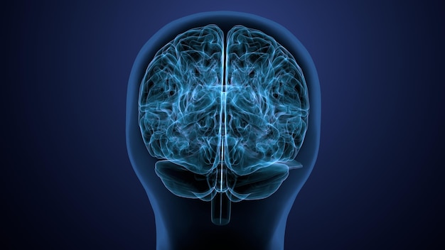 Ilustración en 3D de la anatomía del cerebro del cuerpo humano