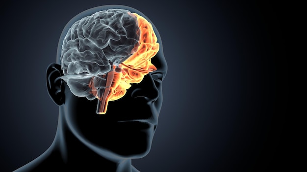 Ilustración en 3D de la anatomía del cerebro del cuerpo humano