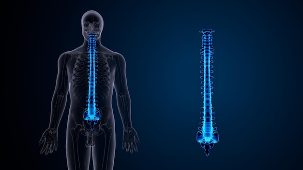 Ilustración 3D de la anatomía de la columna vertebral del esqueleto humano