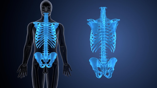 Ilustración 3D de la anatomía de la columna vertebral del esqueleto humano