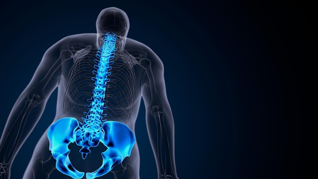 Ilustración en 3D de la anatomía de la columna vertebral y el hueso de la cadera del cuerpo humano