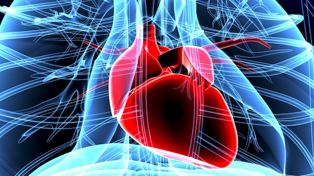 Foto ilustración en 3d de la anatomía del corazón humano