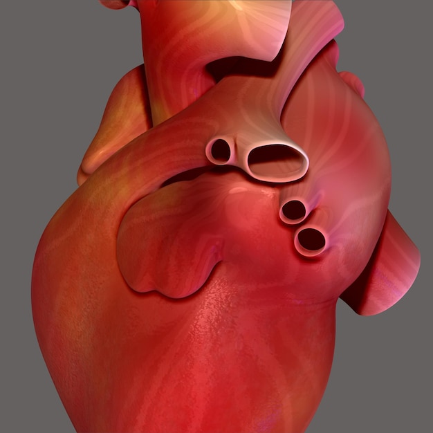 Foto ilustración 3d de la anatomía del corazón humano