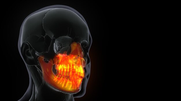 Ilustración 3D de la anatomía del cráneo del hueso maxilar femenino