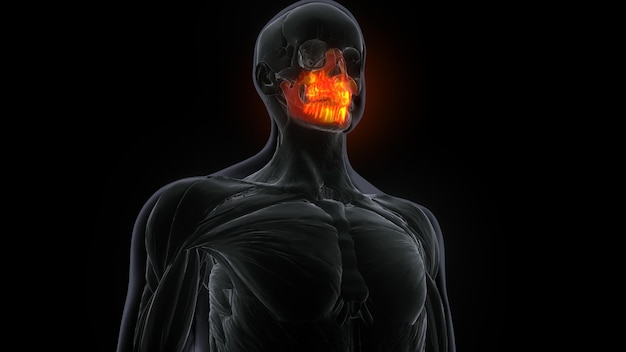 Ilustración 3D de la anatomía del cráneo del hueso maxilar femenino