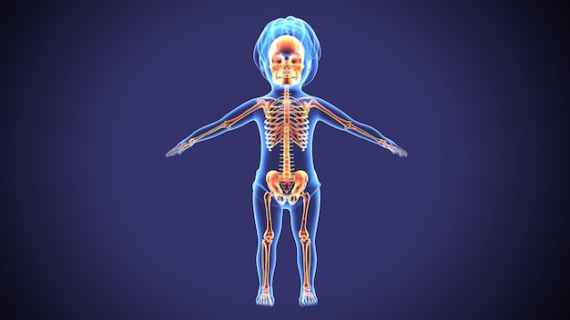 Ilustración en 3D de la anatomía del esqueleto del cuerpo humano