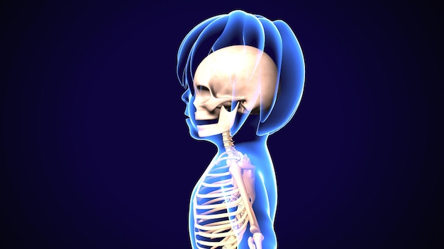 Ilustración en 3D de la anatomía del esqueleto del cuerpo humano