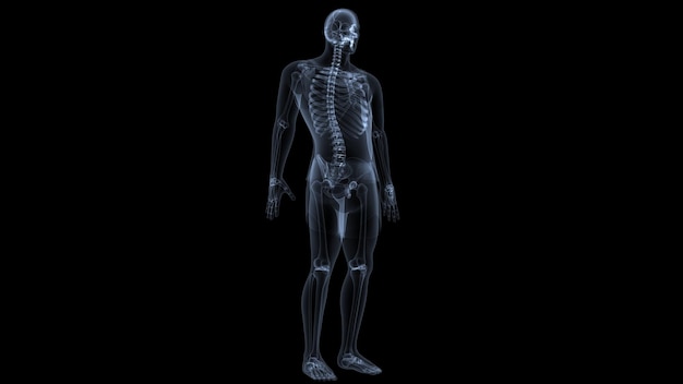 Ilustración en 3D de la anatomía del esqueleto del cuerpo humano