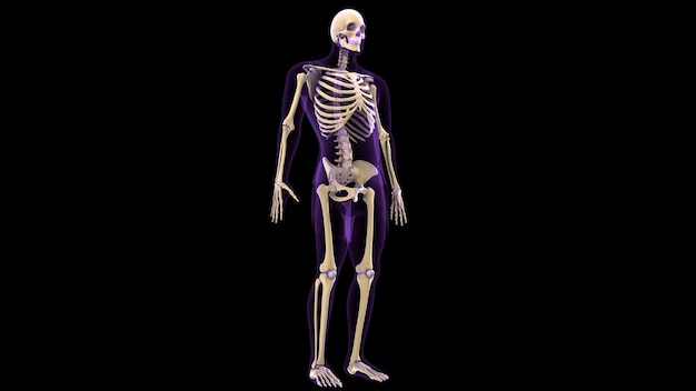 Ilustración en 3D de la anatomía del esqueleto del cuerpo humano