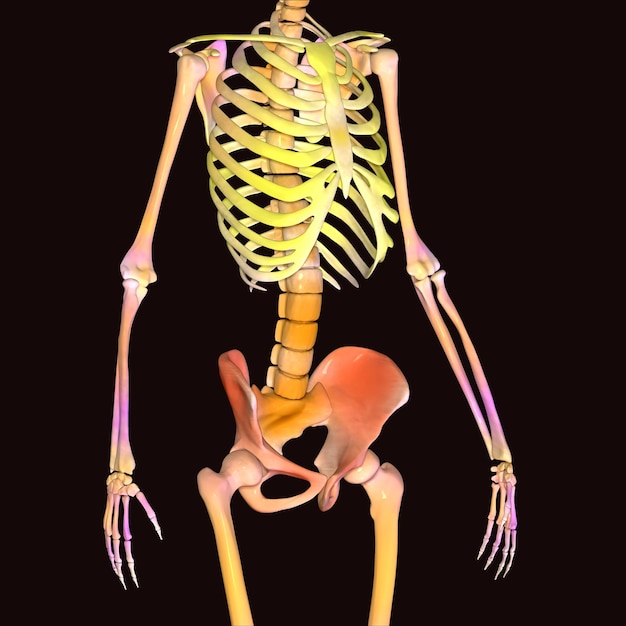 Ilustración 3D de la anatomía del esqueleto humano