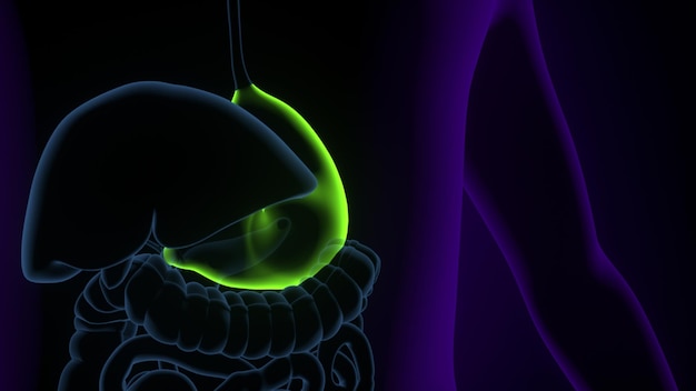 Ilustración en 3D de la anatomía del estómago del cuerpo humano