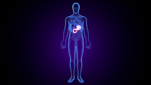 Ilustración 3D de la anatomía del estómago humano para el concepto médico