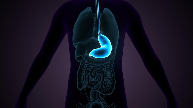 Foto ilustración 3d de la anatomía del estómago humano