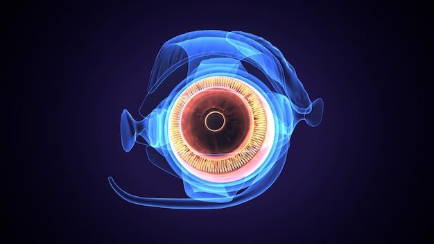 Ilustración 3d de la anatomía de la intersección del ojo del cuerpo humano