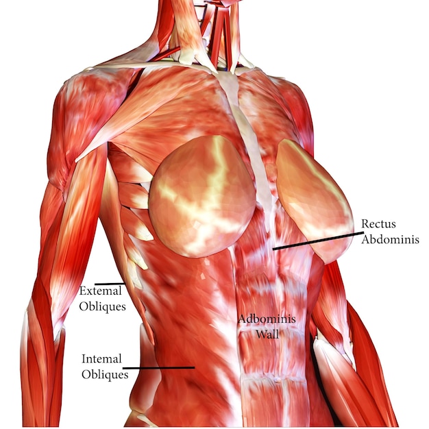 Foto ilustración en 3d de la anatomía muscular humana