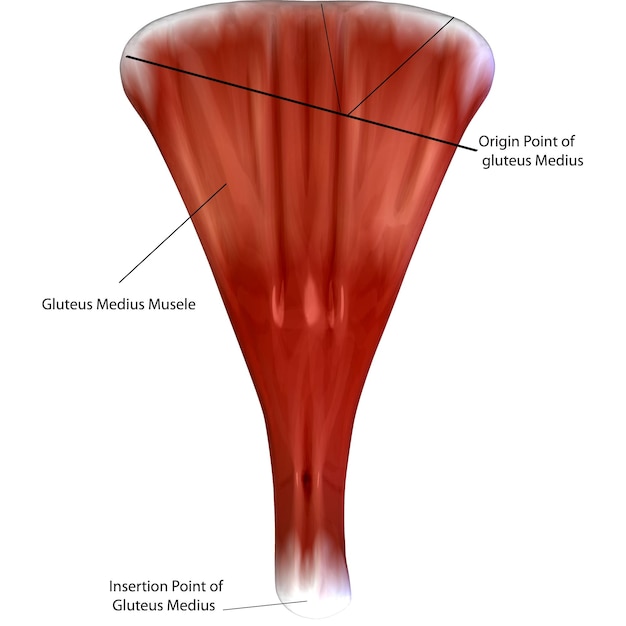 Ilustración en 3D de la anatomía muscular humana