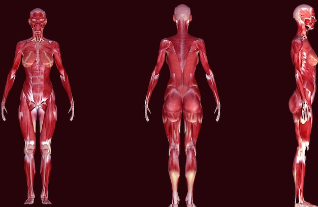 Ilustración en 3D de la anatomía muscular humana