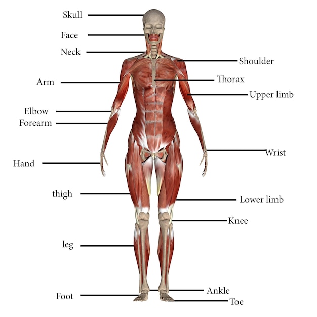 Ilustración en 3D de la anatomía muscular humana