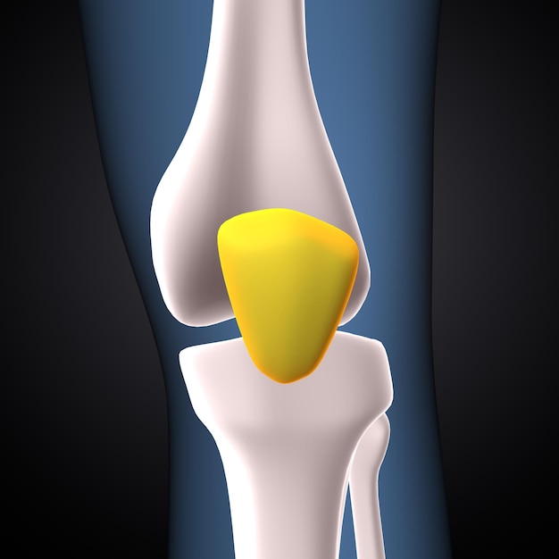 ilustración 3D de la anatomía ósea de la articulación de la rodilla del esqueleto humano