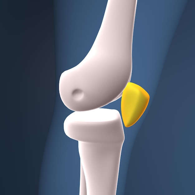 ilustración 3D de la anatomía ósea de la articulación de la rodilla del esqueleto humano