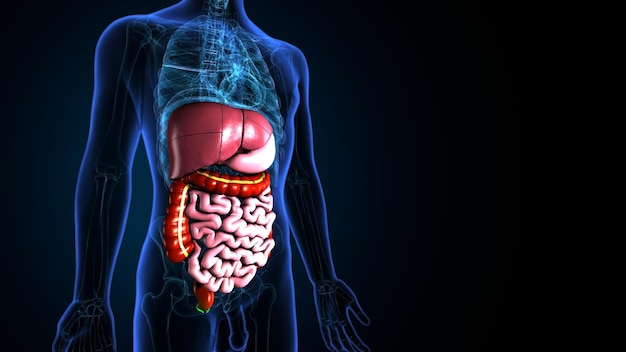 Ilustración en 3D de la anatomía del sistema digestivo del cuerpo humano