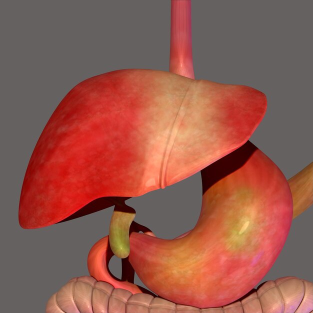 Ilustración 3D de la anatomía del sistema digestivo humano para el concepto médico