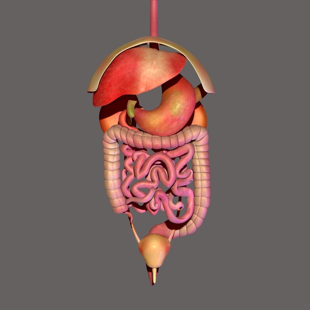 Ilustración 3D de la anatomía del sistema digestivo humano para el concepto médico