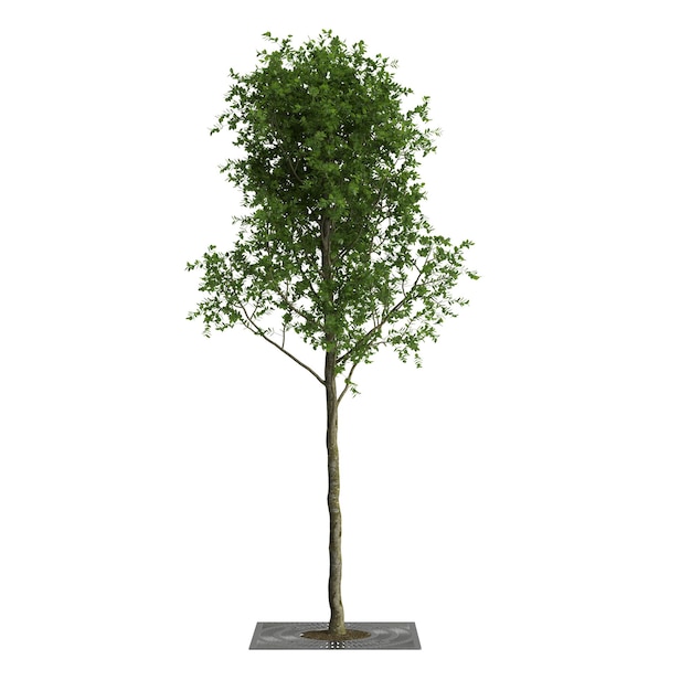 Ilustración 3d de árbol de acera aislado sobre fondo blanco.