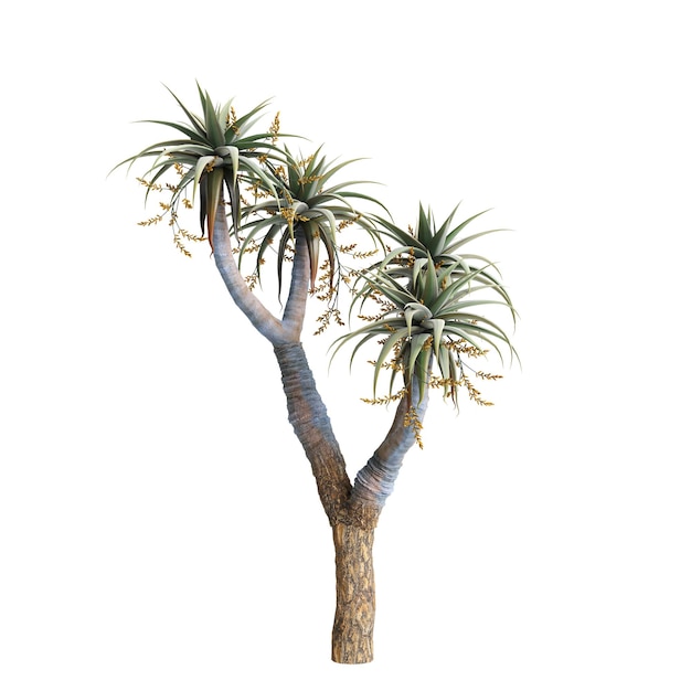 Ilustración en 3D del árbol de Aloe pillansii aislado sobre un fondo blanco